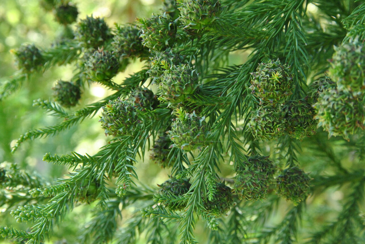 樹の上 Cryptomeria japonica | Japanese cedar - Pepinierele Van den Berk